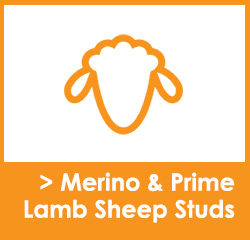 Sheep Stud Websites