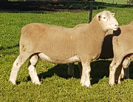 Waratah White Suffolks 160282 was sold in their 2017 on-property ram sale
